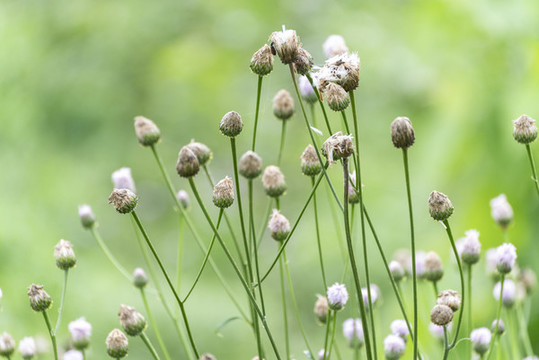 果園的野草花
