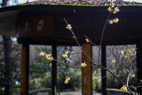 杭州靈峰探梅