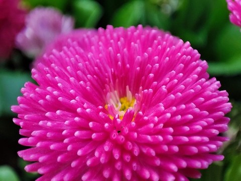 雛菊
