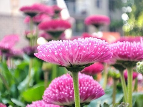 雛菊