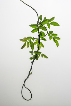 紫藤花