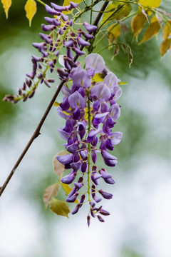 紫藤花
