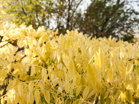 迎春花花落后的樹木高清圖片