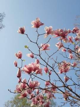 藍天下的玉蘭花