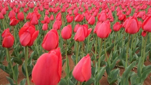 郁金香花海