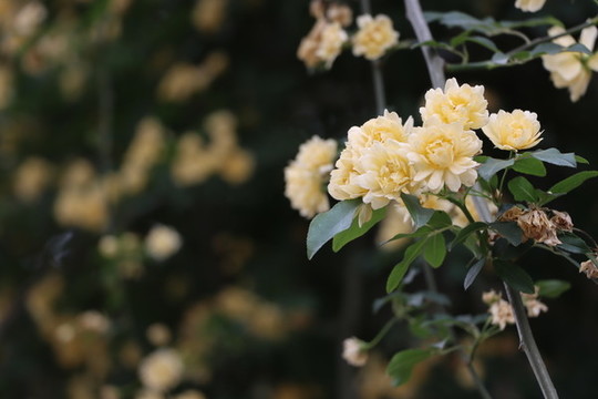 木香花