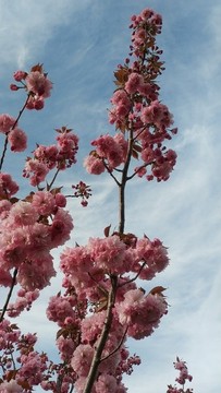 紅色櫻花