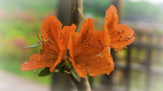 雨后紅杜鵑