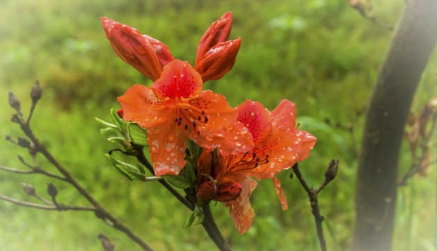 雨后杜鵑花