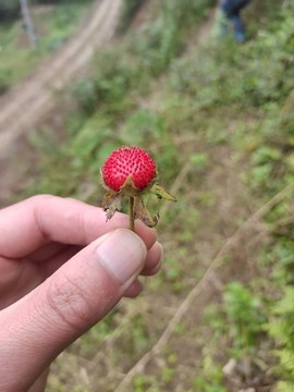 紅果可口