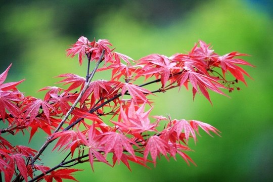 紅楓