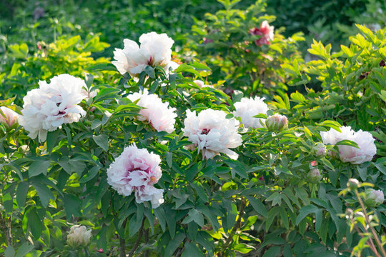 菏澤牡丹