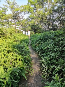 山間小路
