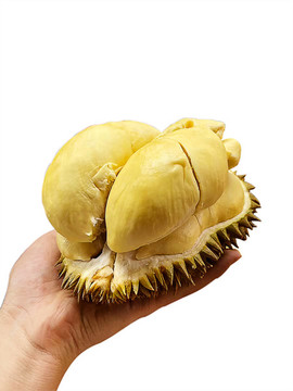 榴蓮果肉特寫
