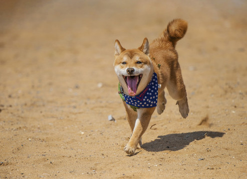 柴犬沙灘奔跑