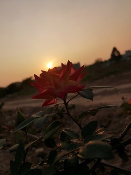 傍晚的月季花