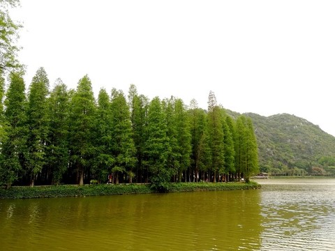 肇慶星湖池杉林