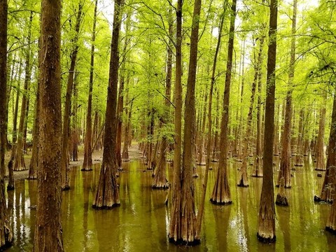 水中池杉林
