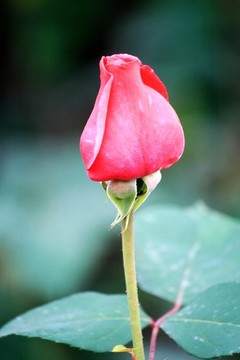 火紅的花蕾