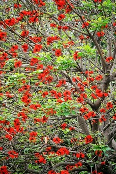 刺桐樹開花