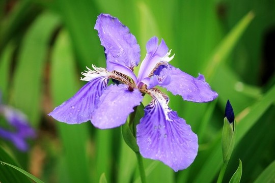 西伯利亞鳶尾花