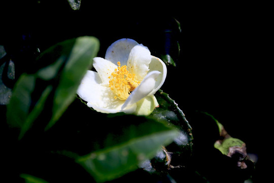 茶花