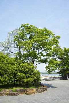 園林綠化