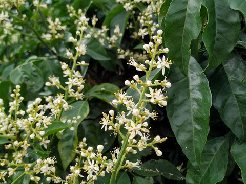 黃皮花