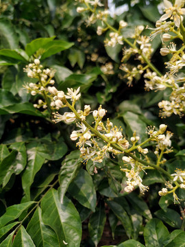黃皮花