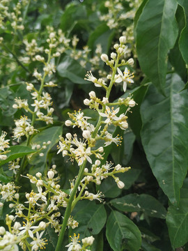黃皮花