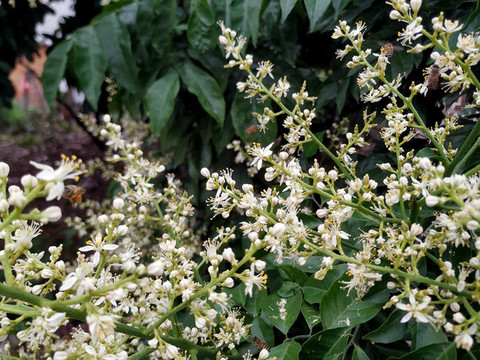 黃皮花