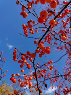 海棠藍(lán)天