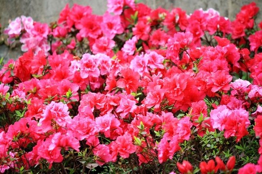 杜鵑花