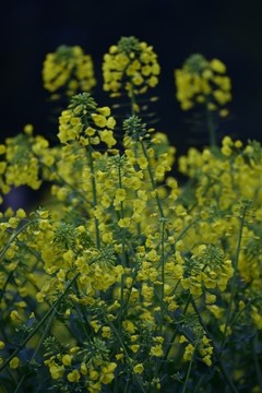 油菜花