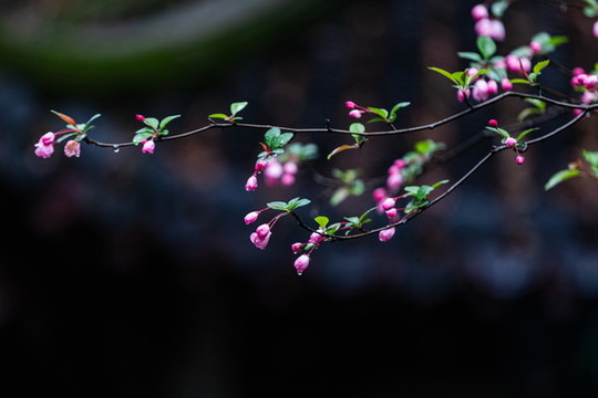 海棠花