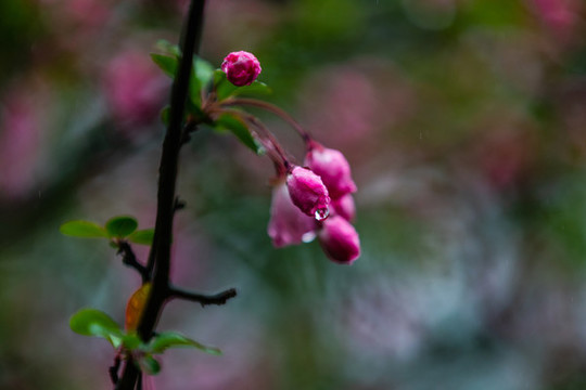 海棠花