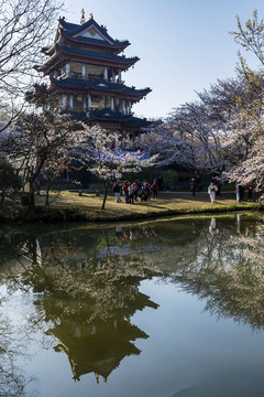 黿頭渚櫻花