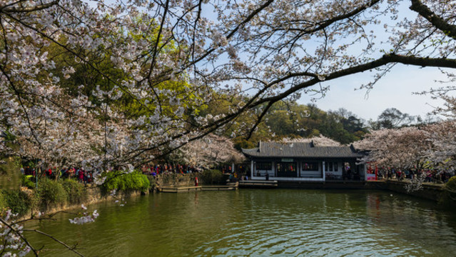 黿頭渚櫻花
