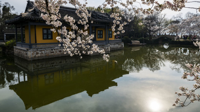 黿頭渚櫻花