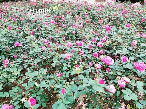 月季園