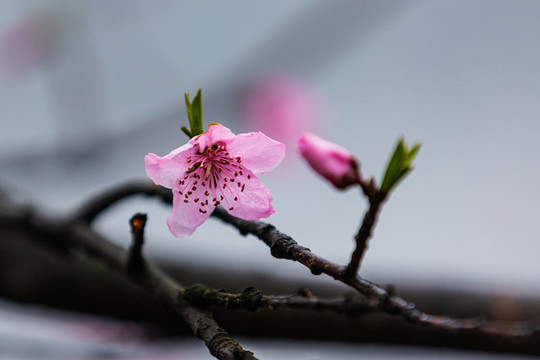 西湖桃花