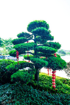 藝術(shù)盆景