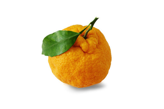 丑橘