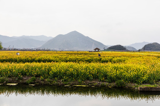 杭州銅鑒湖油菜花