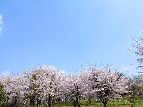 櫻花園櫻花海