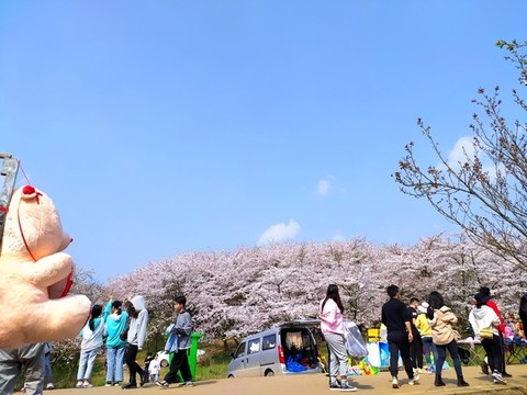 櫻花園櫻花海
