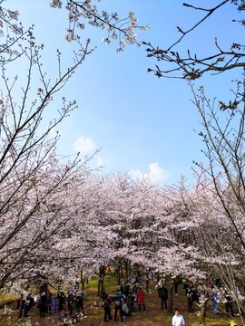櫻花園櫻花海