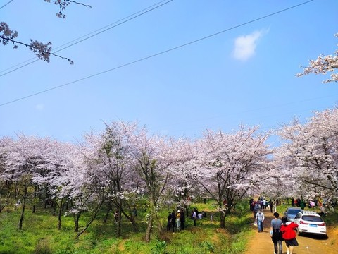 櫻花海
