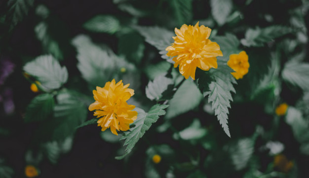 萬壽菊