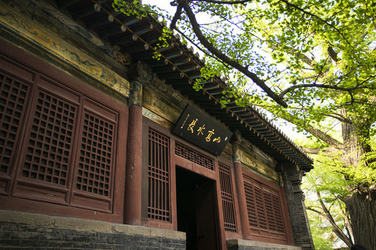 晉祠古樹
